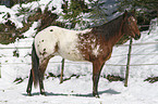 appaloosa in the snow