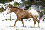 appaloosa in the snow