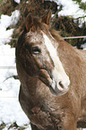 appaloosa in the snow