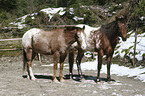 appaloosa in the snow