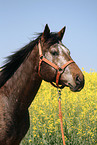 Appaloosa Portrait