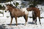 playing horses