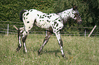 Appaloosa foal