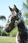 Appaloosa foal