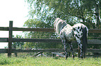 Appaloosa stallion