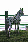 Appaloosa stallion