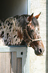 Appaloosa stallion