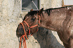 Appaloosa stallion