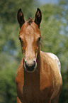 Appaloosa foal