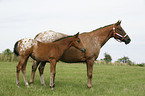 Appaloosa mare with foal