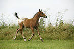 appaloosa foal