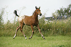 appaloosa foal