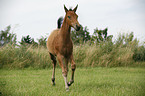 appaloosa foal