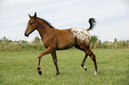 appaloosa foal