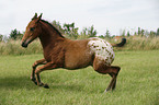 appaloosa foal