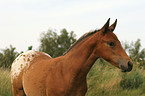 Appaloosa foal