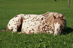 lying Appaloosa