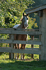 Appaloosa