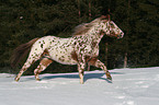 running Appaloosa