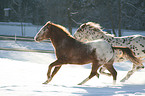 running Appaloosa