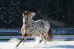 running Appaloosa