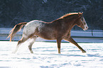 running Appaloosa