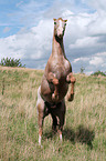 rearing appaloosa