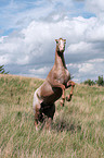 rearing appaloosa