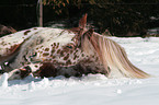 Appaloosa in snow