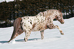 Appaloosa in snow