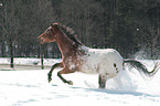 Appaloosa in snow