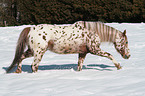 Appaloosa in snow