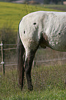 Appaloosa