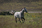 running Appaloosa