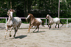 galloping Appaloosas