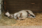 Appaloosa foal