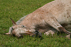 lying Appaloosa