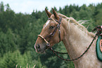 Appaloosa Portrait