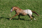 galloping Appaloosa