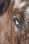 Appaloosa eye