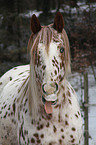 Appaloosa Portrait