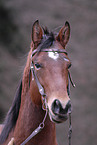 Appaloosa Portrait