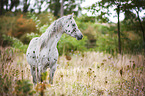 Appaloosa