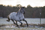 Appaloosa