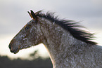 Appaloosa