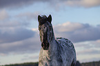 Appaloosa