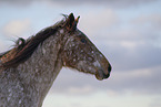 Appaloosa