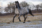 Appaloosa