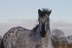 Appaloosa