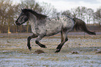 Appaloosa